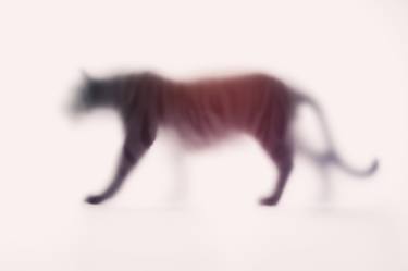 Original Abstract Animal Photography by Sven Pfrommer