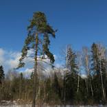 Collection "In to the light: Winter day" - Photos for print