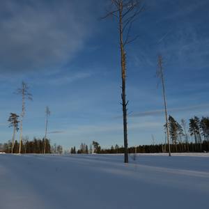 Collection "In to the light: Winter day" - Photos for print