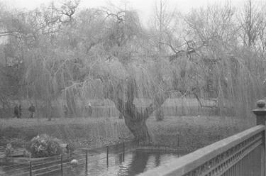 Weeping Willow - Limited Edition of 12 thumb
