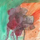 Orchids by Josephine Jost