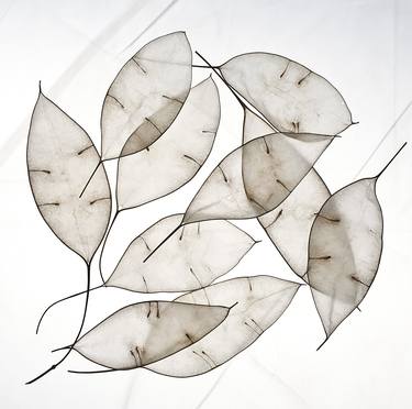 " White leaves " limited edition print #3 of 15 thumb