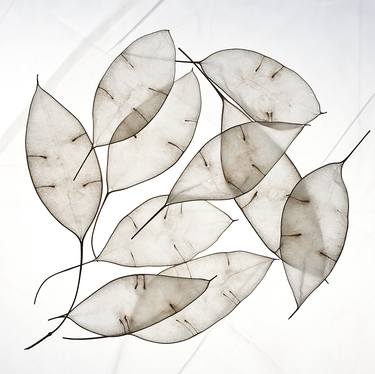 white leaves-limited edition #2 of 15 prints thumb