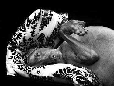 Original Animal Photography by Maja Hrnjak