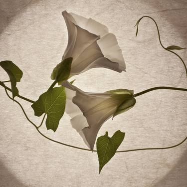 Original Fine Art Floral Photography by Maja Hrnjak