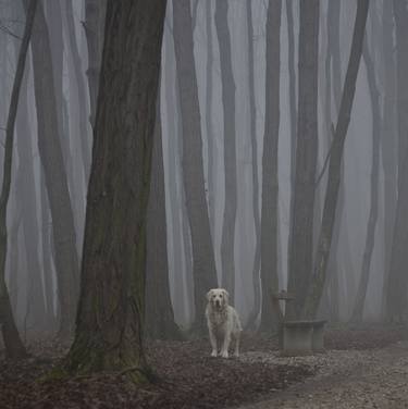 Dog in the mist-Limited edition 3 of 20 prints thumb