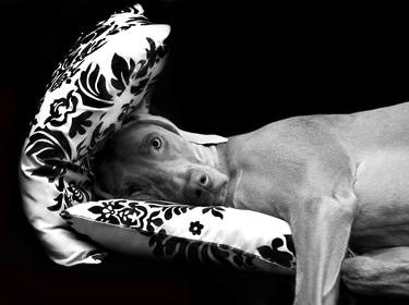 Original Fine Art Animal Photography by Maja Hrnjak