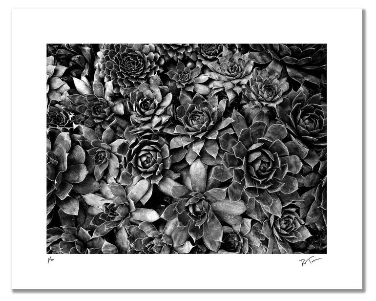 Original Fine Art Botanic Photography by Robert Tolchin