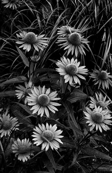 Original Documentary Botanic Photography by Robert Tolchin