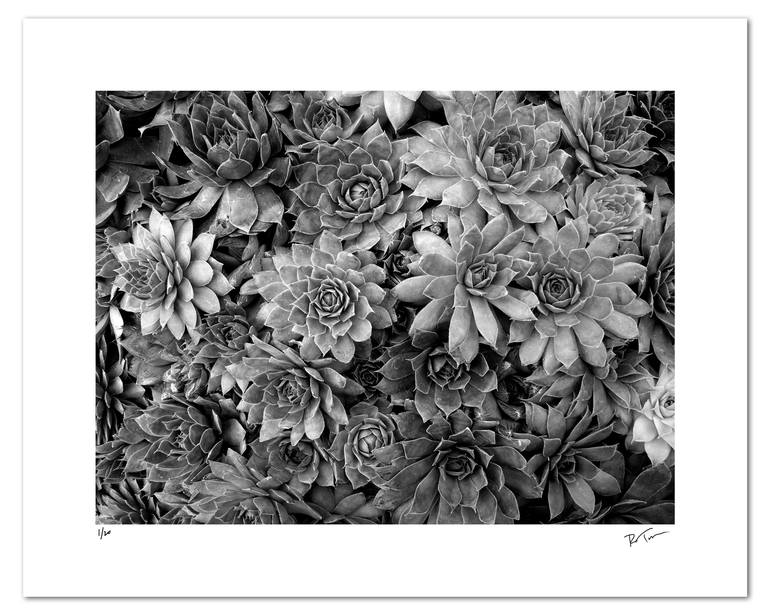 Original Figurative Botanic Photography by Robert Tolchin