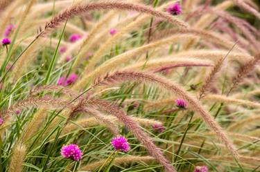 Original Fine Art Botanic Photography by Robert Tolchin