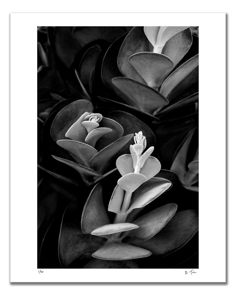 Original Botanic Photography by Robert Tolchin