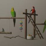Parakeet Payground by Nicholas Pace