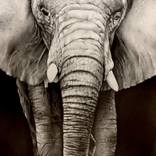 The Protector - Elephant Drawing I by Stephanie LeVasseur