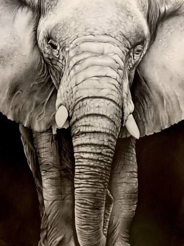 The Protector - Elephant Drawing I thumb