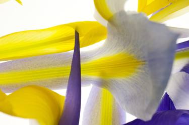 Original Floral Photography by Brad Rickerby
