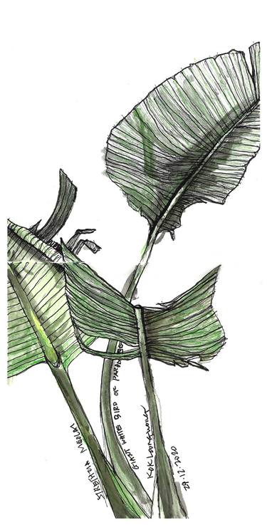 Original Illustration Botanic Drawings by K-Loong Wong