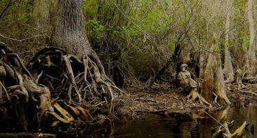 Original Landscape Nature Photography by Jodi Boda Ford