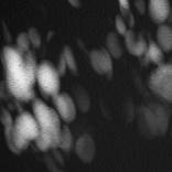 Collection Spellings Lights, graphics facts -  Organography