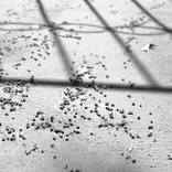 Collection Spellings Lights, graphics facts -  Organography