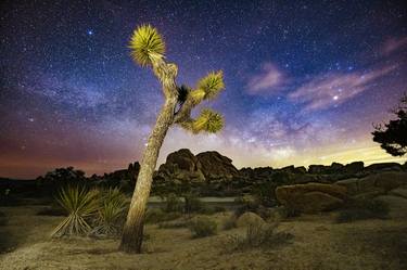 Joshua Tree at Night thumb