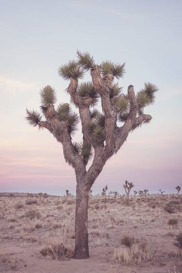 Joshua Tree at Sunset Photograph thumb