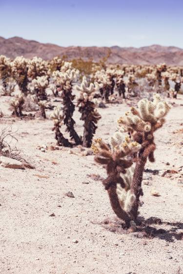 Teddy Bear Cactus in the California Desert thumb