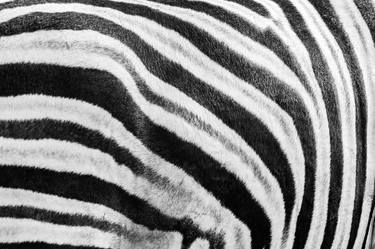 Wild Zebra Stripes thumb