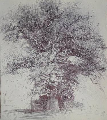 Original Tree Drawings by Claudio Cecchetti