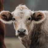The cutest face - young cow by H G Alexandre