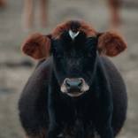Cow in ear muffs by H G Alexandre