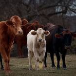 Cows in Autumn by H G Alexandre