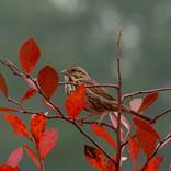 Song Sparrow in Fall by H G Alexandre