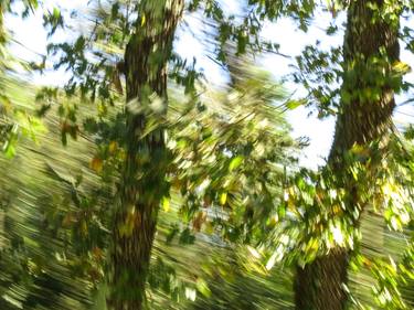 Original Expressionism Nature Photography by Edgar Moroni
