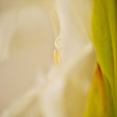 Original Abstract Expressionism Floral Photography by Josh Adamski