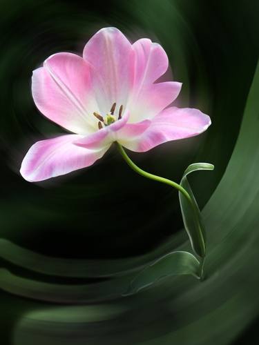 Original Photorealism Floral Photography by Antoinette Bol