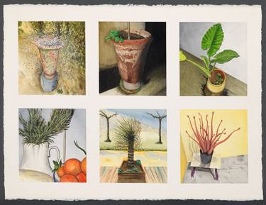Original Modern Botanic Drawings by Peter Root