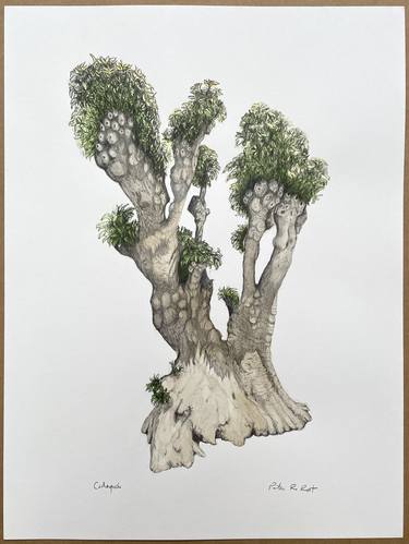 Tree Portrait: Cadaqués thumb