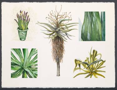 Original Botanic Paintings by Peter Root