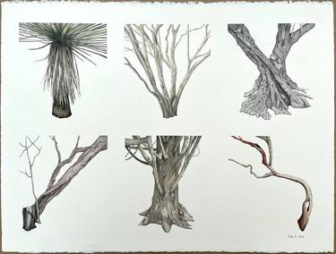 Original Figurative Botanic Drawings by Peter Root