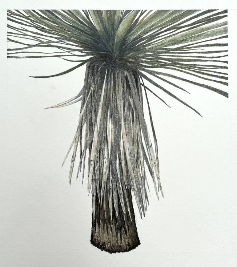 Original Botanic Drawing by Peter Root