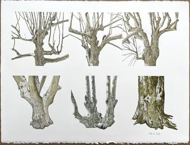 Tree Portraits V: Platanes thumb