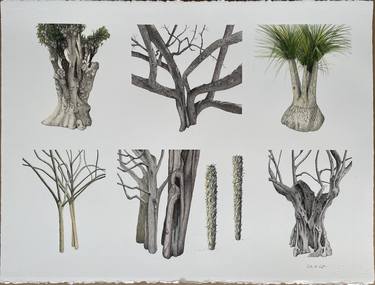 Original Figurative Botanic Drawings by Peter Root