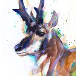 Pronghorn by Slaveika Aladjova