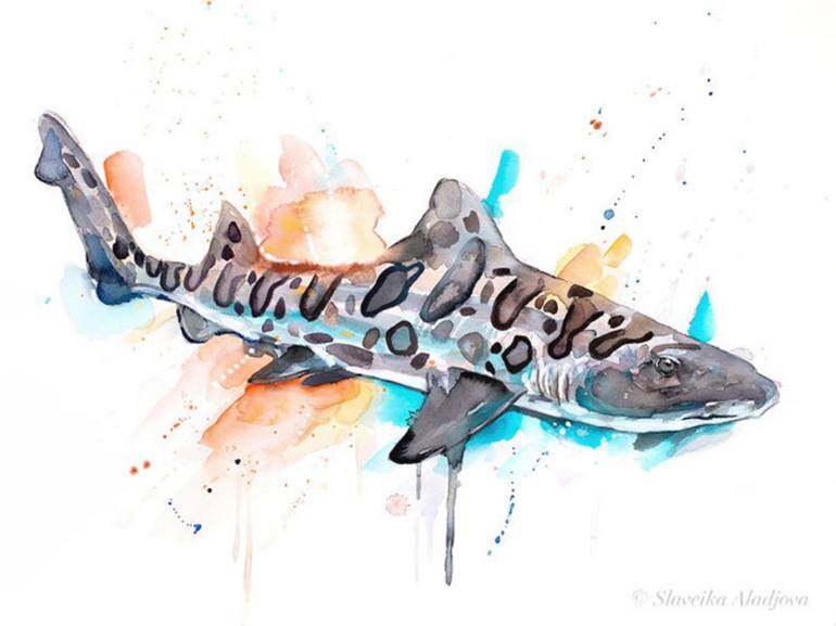 Leopard Shark Drawing