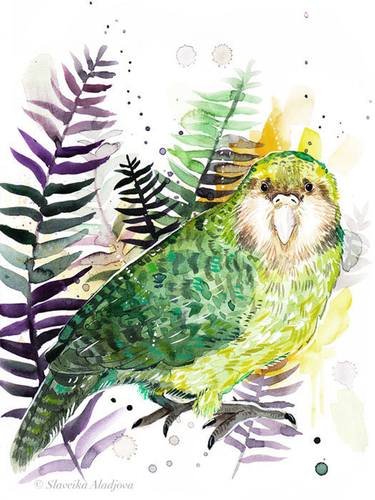 Kakapo, Owl parrot thumb