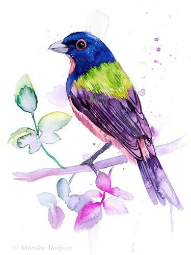 Painted bunting thumb