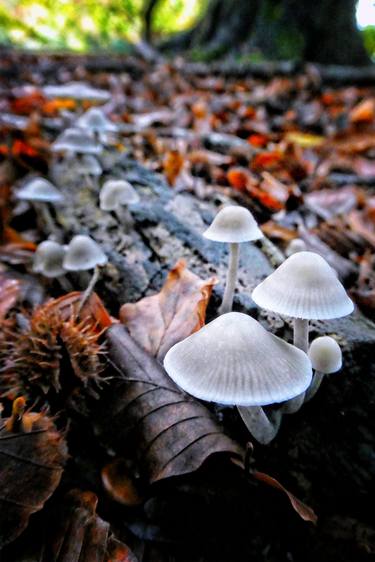 Print of Fine Art Botanic Photography by TOULA MAVRIDOU-MESSER