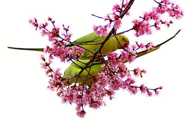 Springtime in London: Parakeets and Cherry Blossom thumb