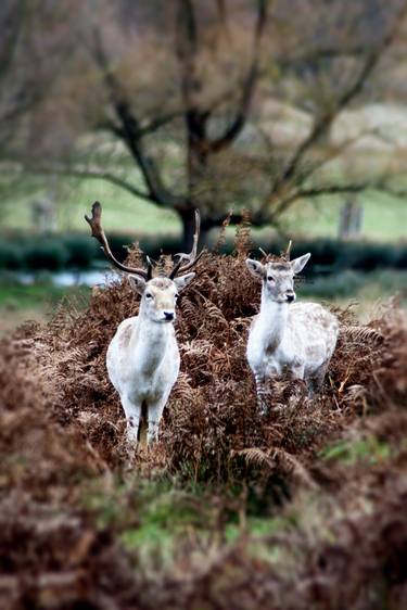 Print of Documentary Animal Photography by TOULA MAVRIDOU-MESSER